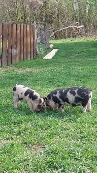 Selata kune kune