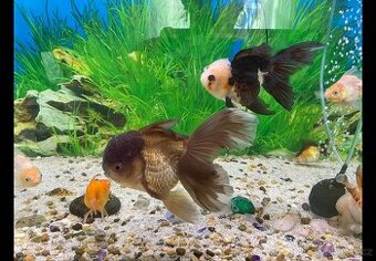 Závojnatky ORANDA Lví hlava+RANCHU XXL
