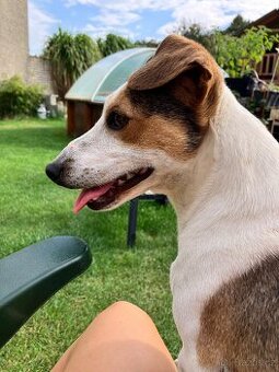 Darujeme Jack Russel