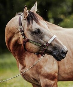 PŘIPOUŠTĚNÍ QH-BENTLEY DOC POWER - 1
