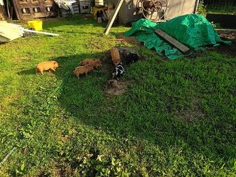 Selata kune kune