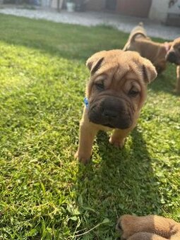 Sharpei - 1