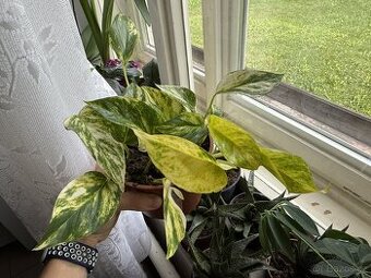 Šplhavice zlatá - Epipremnum aureum