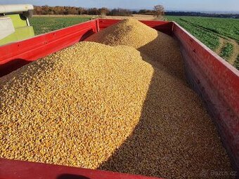 Kukuřice zrno (suché)