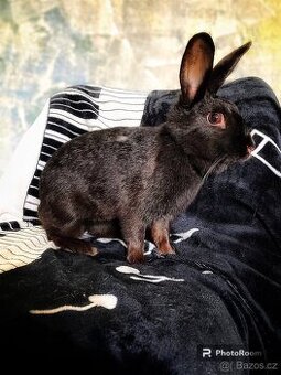 sportovní králík s pp - Helena
