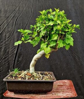 Bonsai, Bonsaj -Ibisek syrsky 5