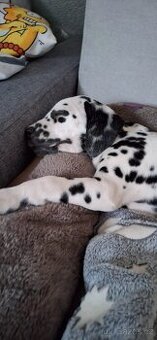 Prodám štěně Dalmatina