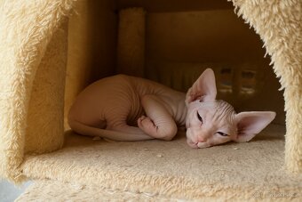 Kanadská Sphynx bez pp