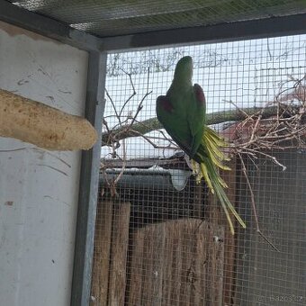 Prodám Alexandr velký přírodní