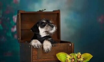 Knírač malý černostříbřitý s PP