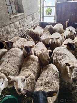 Prodám stádo ovcí nebo i jednotlivě