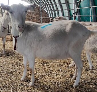 Prodám kozu BK