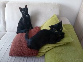 Dva rozkošní kočičí sourozenci hledají společný domov