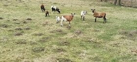 Kamerunské ovce  (březí) a beran