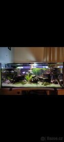 Axolotli + akvárium, včetně veškerého vybavení