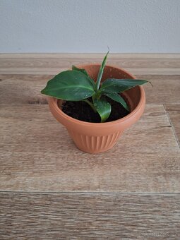 Bananovnik