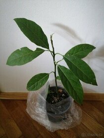 Avokádo