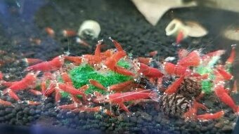 Caridina super Red (Santa)