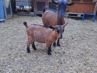 Mini koza