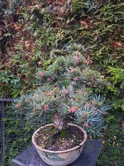 Bonsai,bonsaj Borovice
