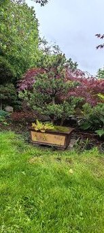 Bonsai, bonsaj, borovice v misce