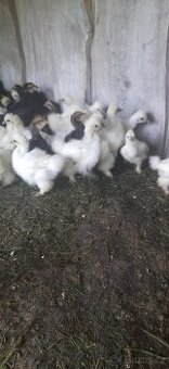 Hedvádnička bílá bezvousá -kuřata