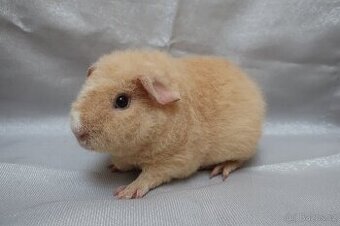 Prodám samičku morčete plemene us-teddy na mazlíčka - 1