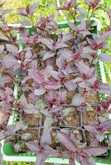 Vrbina brvitá 'Fire Cracker' kontejnerovaná