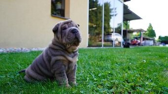 šarpej sharpei