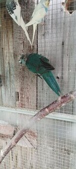 Kakariki - 1
