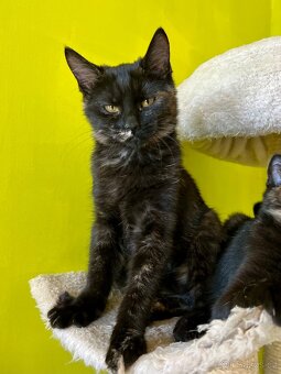 Ragdoll koťátka křížená - poslední