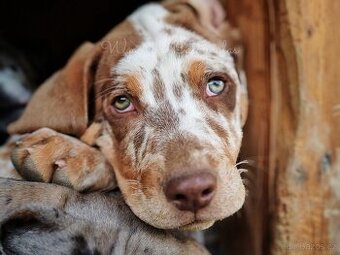 Louisianský leopardí pes - Louisiana Catahoula s PP