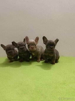 Francouzský buldoček bez pp