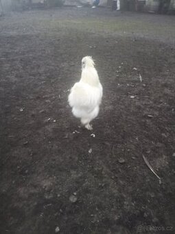 Prodám kohouty Brahmanka a Hedvábnička