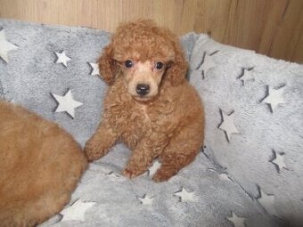 Pudl toy/trpasličí