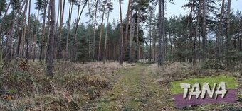 Prodej lesní pozemek o výměře 2 609 m², v k.ú. Sokoleč