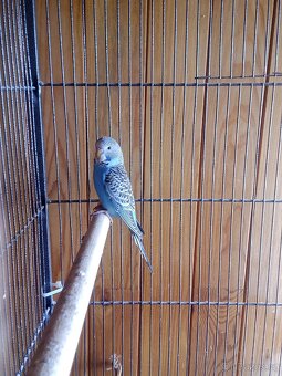 Prodám modrou andulku 1.0(Samečka)