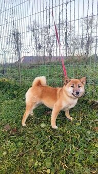 Shiba Inu s PP FCI - roční červená fenka