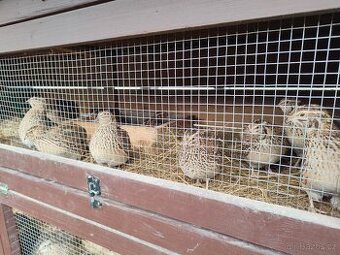 Křepelky - rozvoz po ČR zdarma