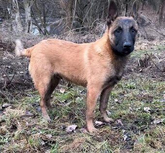 Štěňátka belgického ovčáka