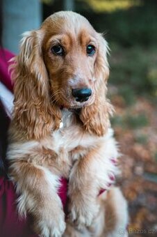 Hledáme krytí pro naši fenku anglického kokršpaněla