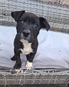 Americký stafordšírský teriér