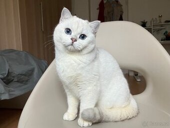 Britská koťata-kocour s pp