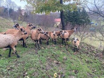 Kamerunská ovce - jehňata (REZERVOVÁNO)