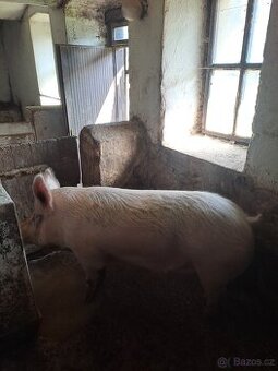 Prodám prase