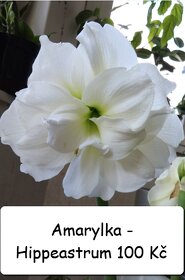 Kvetoucí pokojovky - lopatkovec, amarylka, jasmín