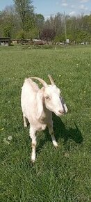 podílová ,anglonubijska koza
