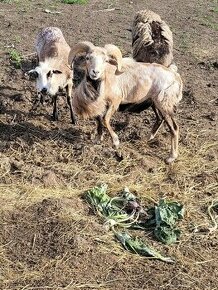 Kamerunské 2 ovce a beran