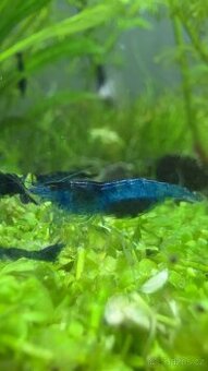 (Momentálně nedostupné) Neocaridina Blue Dream