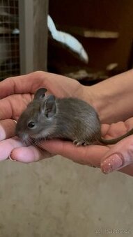 Osmák degu